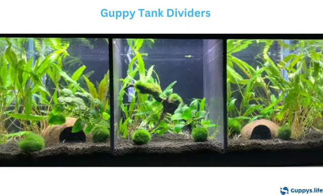 Guppy tank dividers