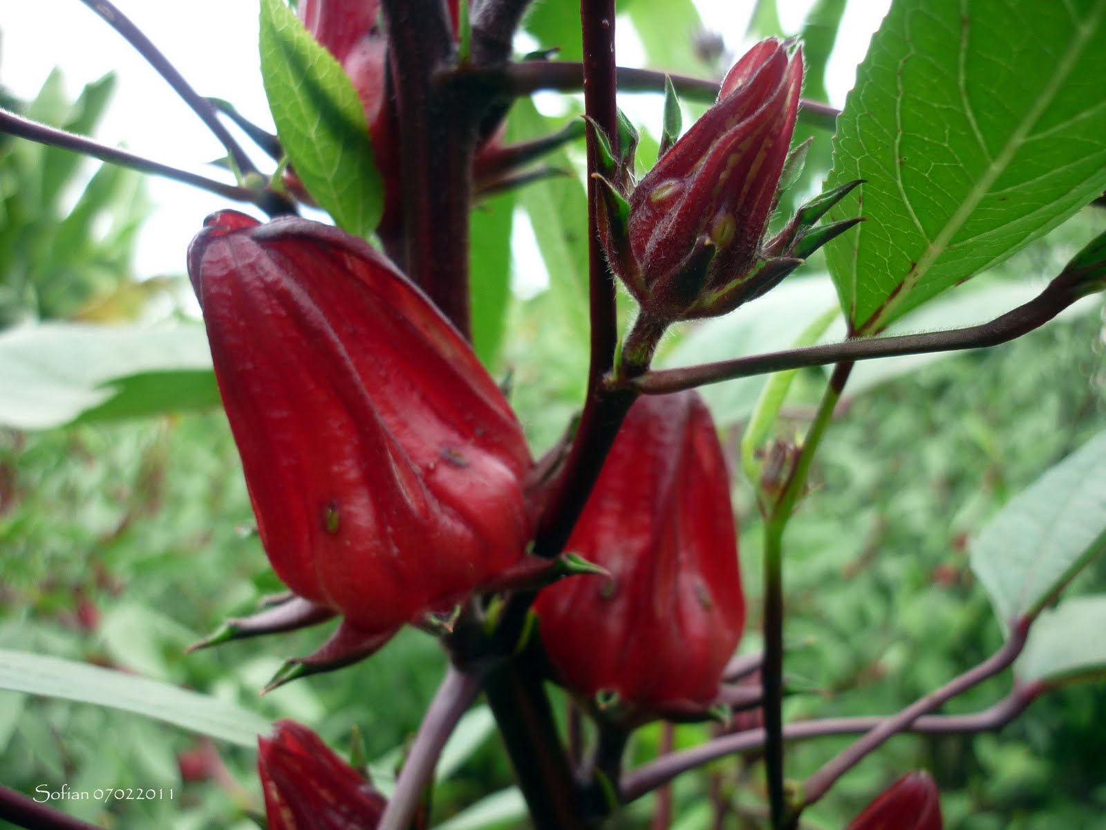 sabdariffa adalah jenis tanaman herbal yang dikenal sebagai tanaman 