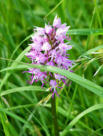 Monkey Orchid Orchis simia.  Indre et Loire, France. Photographed by Susan Walter. Tour the Loire Valley with a classic car and a private guide.