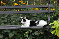 harlequin cat on bench