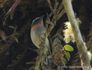 Rufous-breasted Chat-Tyrant