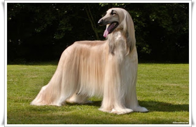 Afghan Hound