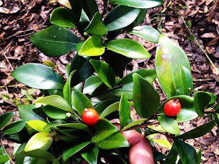 cedar bay cherry fruit images