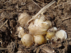Grzyby na odchodach zwierzęcych, grzyby na końskich odchodach, grzyby na Mazurach, grzyby w Popielnie, kołpaczek blady Panaeolus semiovatus, gnojanka żółtawa Bolbitius vitellinus 