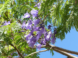 Jacaranda mimosifolia - Jacaranda à feuilles de mimosa - Flamboyant bleu