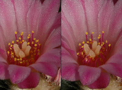 Lophophora jourdaniana – thigmotropic stamens