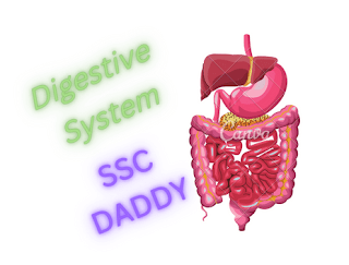 Human Digestive System in Hindi