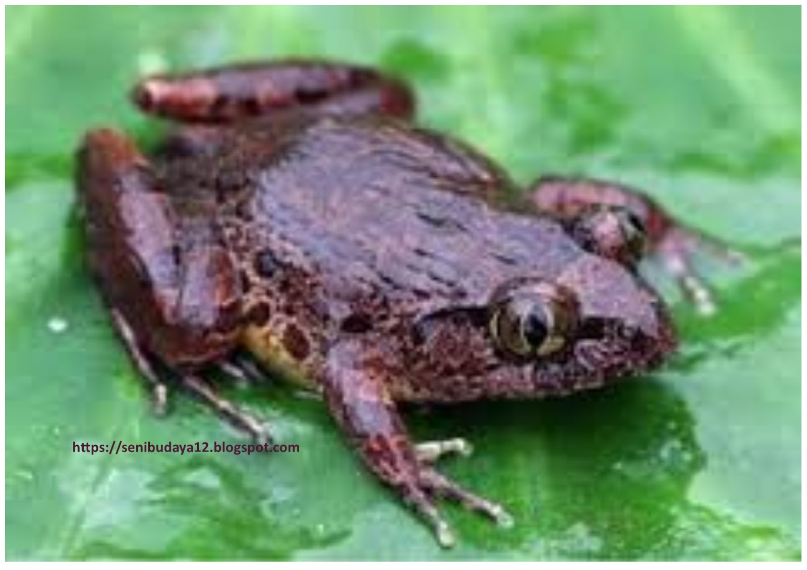  Hewan Amphibi  beserta Ciri cirinya dan penjelasan SENI 