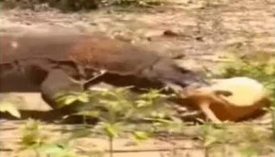 Watch the video of what the biggest and scariest lizard in the world did to a deer