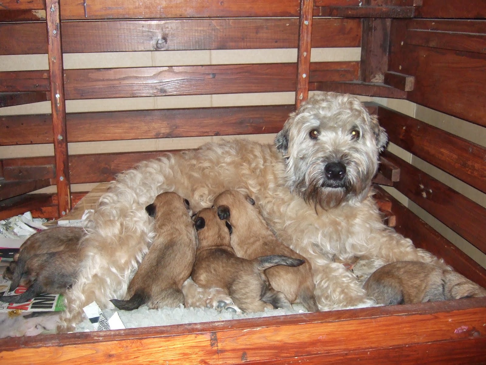 Soft Coated Wheaten TerrierPictures Of Dogs And All About Dog