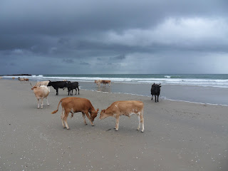 Vacas na praia em Cap Skirring