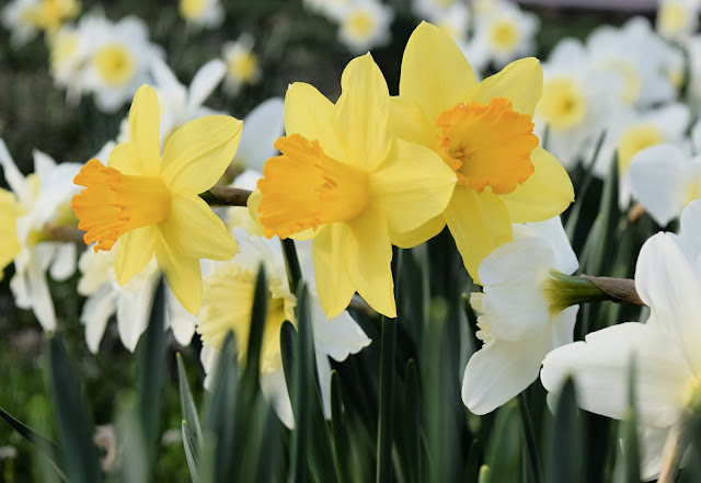 Gele en witte narcissen, foto van Ginger Jordan