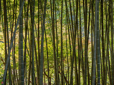 Bamboo grove in autumn: Kencho-ji