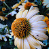 Selective Black-Eyed Susan