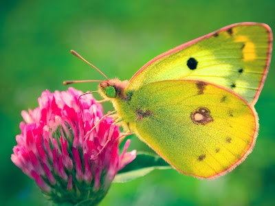 Yellow butterfly wallpaper