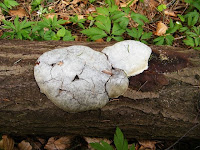 Reticularia lycoperdon