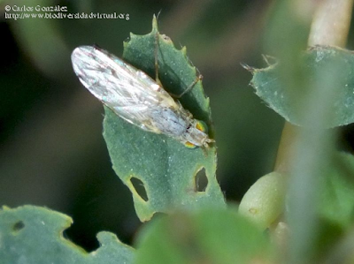 http://www.biodiversidadvirtual.org/insectarium/aff.-Acanthiophilus-helianthi-%28Rossi-1794%29-img709957.html