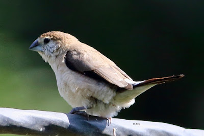 Indian Silverbill