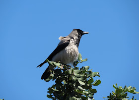 Hooded Crow - Paphos Headland, Cyprus
