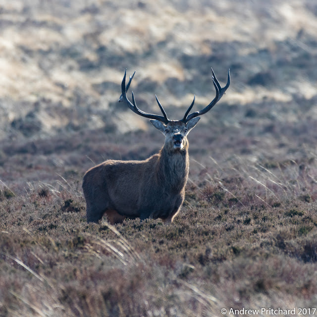 A stag stands with mouth open as if talking.