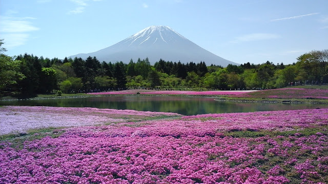 近年、富士芝桜が不作続きです。 一見すると、見頃の様な写真を撮ることは、可能ではあるのですが…