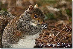 IMG_8547