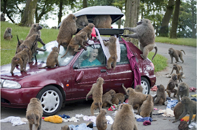 Baboons at Knowsley Safari Park