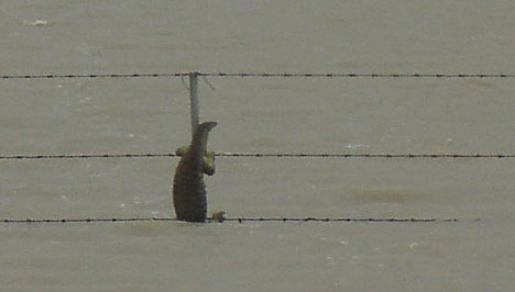 Australia: Queensland flooding December 30 2010.