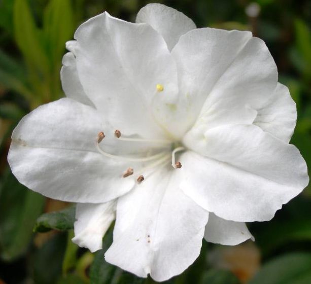 types of flowers Different Kinds of White Flowers | 613 x 560