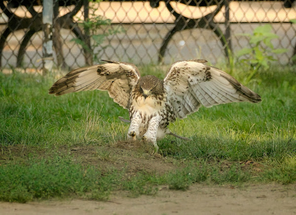 Tompkins Square red-tailed hawk fledgling grabbing a dirt clod.