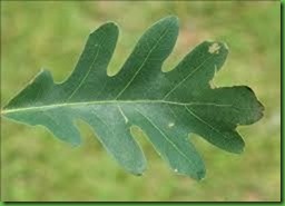 white oak leaf
