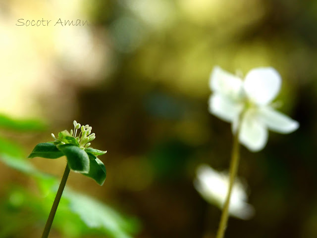 Anemone flaccida