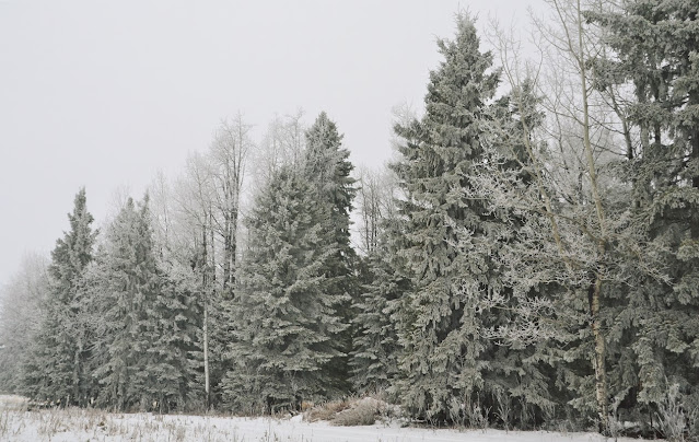 .frost, trees, boreal forest, animism, cohanmagazine.blogspot.com