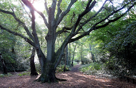 Oak tree on Hayes Common, 22 September 2011.