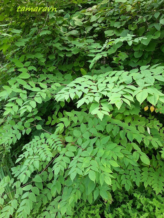 Аралия высокая / Аралия маньчжурская (Aralia elata, =Aralia mandshurica)