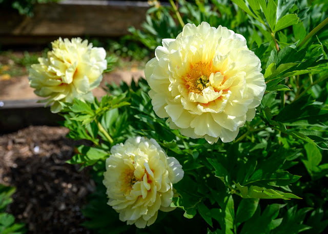 Wildcat Ridge Farm - Yellow Peony