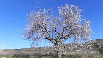 Radiquero-Alquezar (Huesca). Almendro en flor.