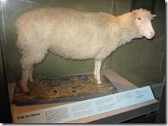 Dolly esposta al Royal Museum of Scotland