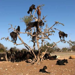 Kambing yang Memanjat di Maroko