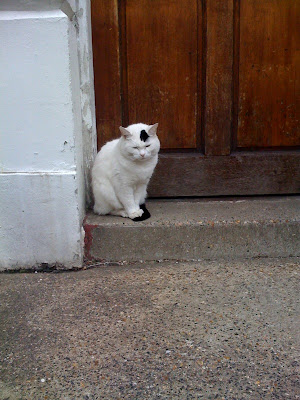 cat+in+waiting