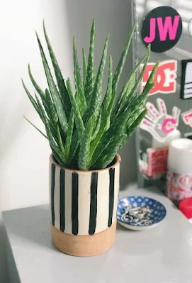 01. Aloe vera  Um ponto interessante desta planta é que quando o ar está muito poluído surgem pequenos pontos marrons em suas lindas folhas verdes.