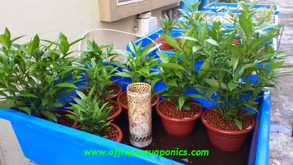 diy water pump in aquaponics system potted media base