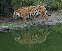 Royal Bengal Tiger