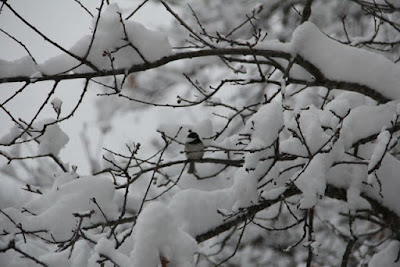 chickadee in Winter snow