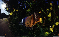 Butterflies HD Desktop Wallpapers