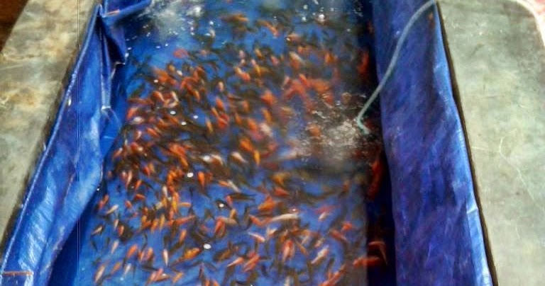 Makanan untuk Anak Ikan Koi  Akuarium Ikan  Hias