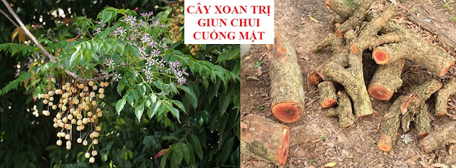 PHÒNG CHỮA BỆNH NHỜ RAU CỦ QUẢ QUANH TA - CÂY XOAN TRỊ GIUN CHUI CUỐNG MẬT