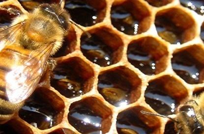 manfaat propolis, sarang lebah