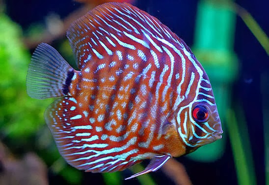  Discus  Fish  Water Is Yours Safe Discus Fish Types 