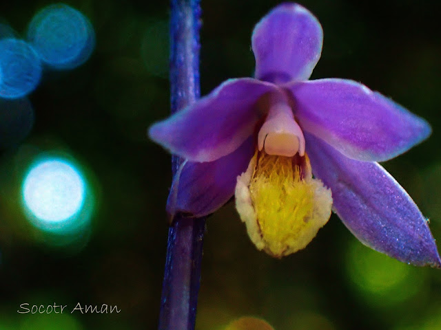 Lecanorchis japonica